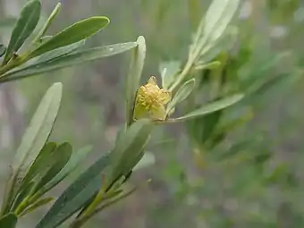 Male flower & leaves