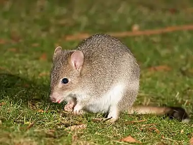 Gray bettong