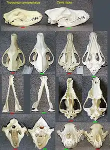 Skulls of  thylacine (left),  timber wolf (right)