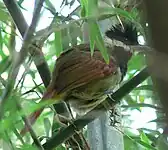 White-bearded antshrike