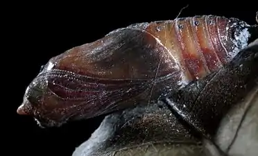 Chrysalis