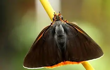 Imago (dorsal view)