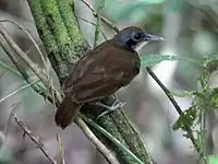 Soberania National Park, Panama