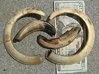 Pig tusks