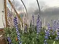 Pink and blue Big Bend Bluebonnets in a greenhouse.