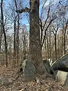 Undisturbed trees grow in and around the rocks to massive size