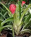 Billbergia pyramidalis