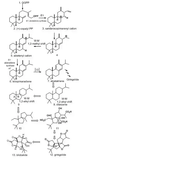 Biosynthesis mechanism of Bilobalide.