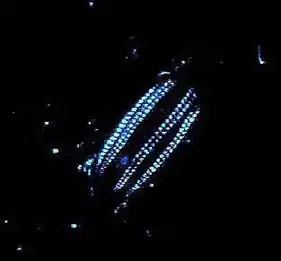 Image 34A Euplokamis comb jelly is bioluminescent. (from Animal coloration)