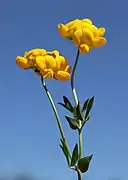 Flowerheads and 5-leaflet leaves