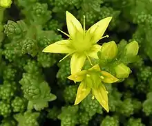 Sedum ("Stonecrop")