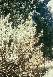 Symptoms of bitter rot on California laurel caused by the fungus Colletotrichum gloeosporioides