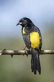 yellow back of South Central America population