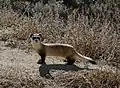 Black-footed ferret (Mustela nigripes) National Black-footed Ferret Conservation Center, Colorado