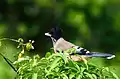 Black-headed Jay near Gallu temple in Himachal