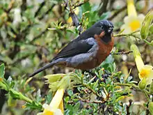 Black-throated flowerpiercer