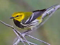 Black-throated green warbler