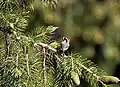 At West Himalayan Fir carrying feed for chicks in Kullu-Manali District. of Himachal Pradesh, India.