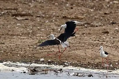 adults fightingKazinga Channel, Uganda