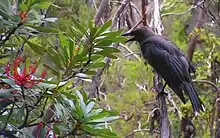 A brownish black bird looks to be squawking perched next to a bush with red flowers.