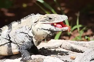 A male eating a flower in southern Mexico