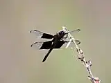 Male underside