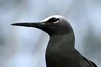 Image 33Black noddy (from Funafuti Conservation Area)