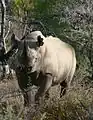 Black rhinoceros