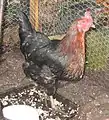 A Black Rock hen