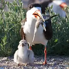 Adult feeding a chick