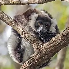 Black and white ruffed lemurVarecia variegata variegata