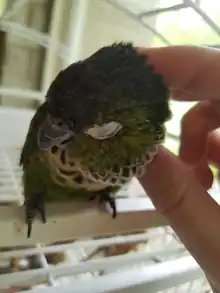 Black capped parakeet leaning in to receive scritches from owner