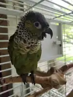 Black capped parakeet yawning while standing on natural wood perch