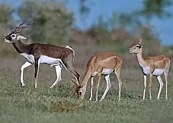 Blackbuck male and female