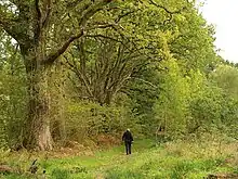 Photograph of a green, British woodland in summer: a figure, almost indistinguishable, stands beneath a tree at the centre of the shot.