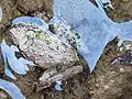 A Blanchard's cricket frog with abnormal green patterns/moss