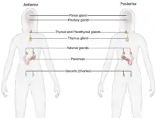 Female endocrine system