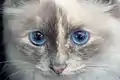 Blue tortoiseshell Birman cat