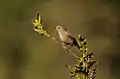 Female in Pangot, Uttarakhand, India