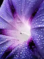 Close-up of a blue morning glory flower (Ipomoea indica)