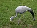 Blue crane