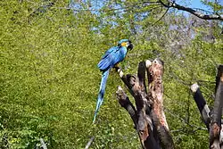 Blue macaw