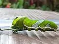 Last instar of blue Mormon larva-resembling vegetation