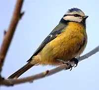 Eurasian blue tit