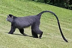 C. m. stuhlmanniKakamega Forest, Kenya