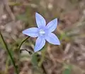 Wahlenbergia stricta