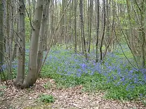 Bluebells at Ranscombe Farm