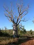 Boab in Timber Creek, NT