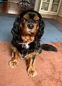 Black-and-tan Cavalier King Charles Spaniel