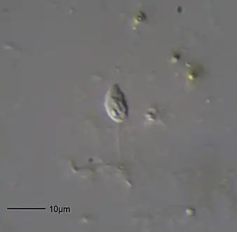 Bodo sp. (Euglenozoa: Kinetoplastida)